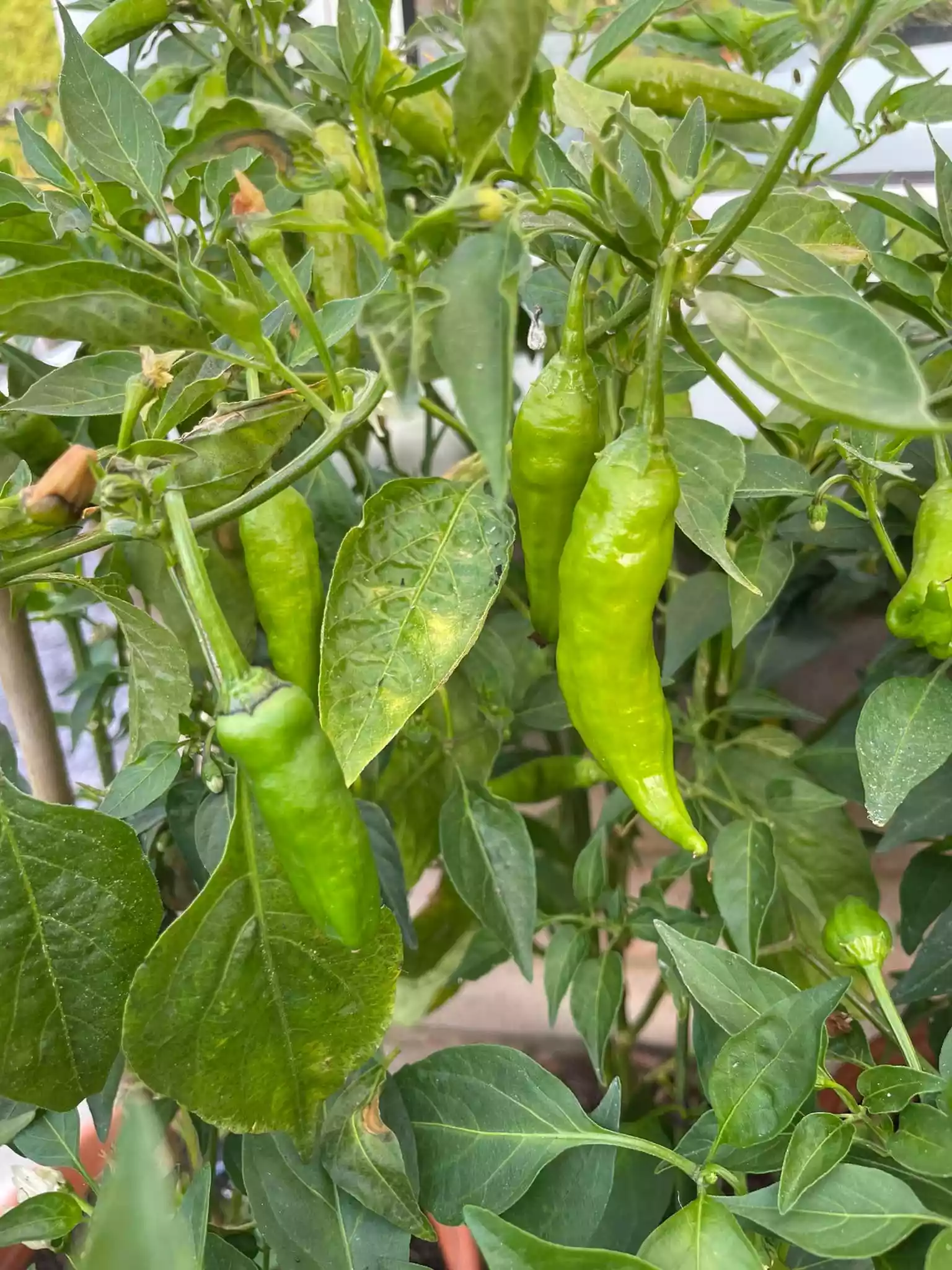 fromthegarden Chilli (pima cari)