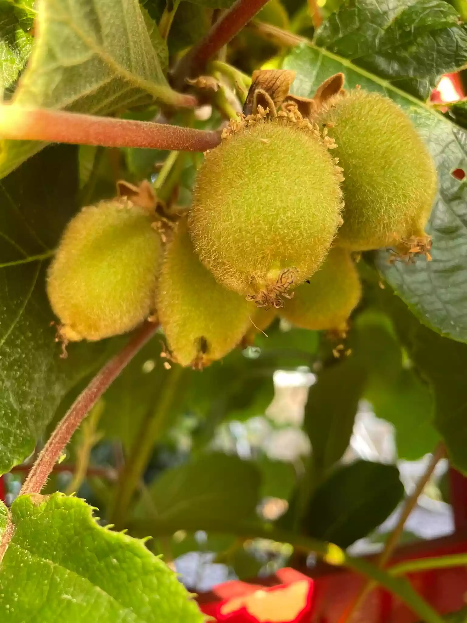 fromthegarden Kiwi