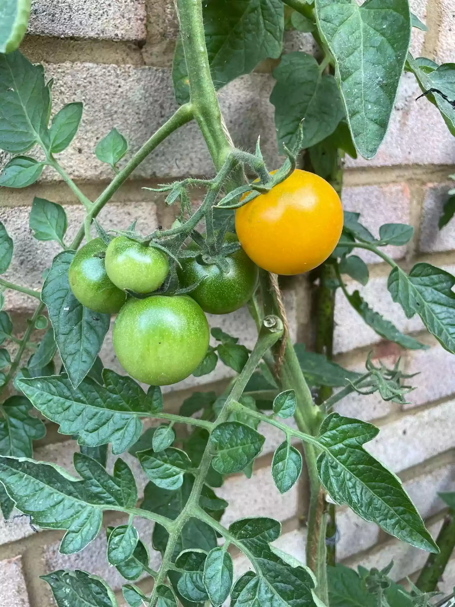 fromthegarden Tomatoes - Cocktail Tomato