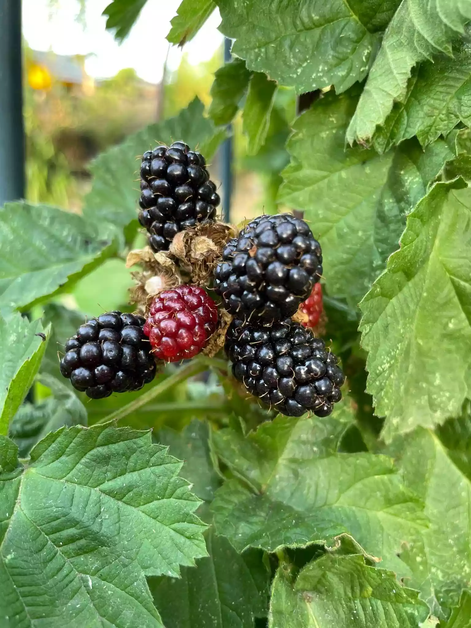 fromthegarden Blackberry