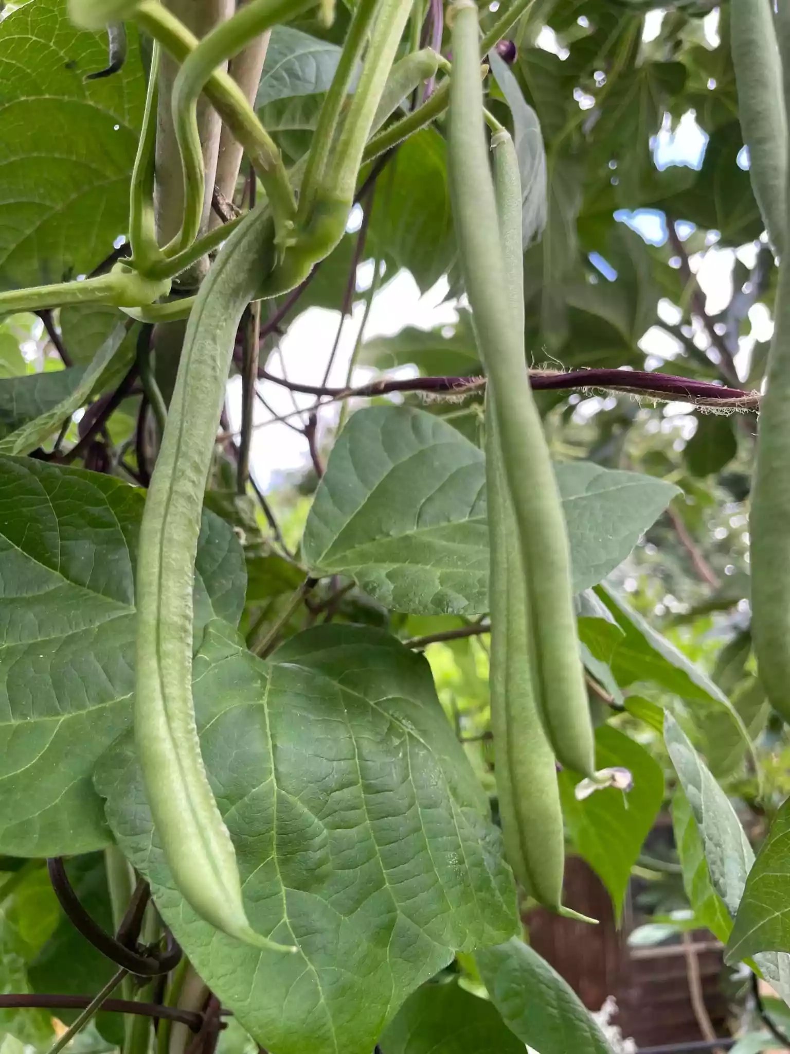fromthegarden Runner Beans