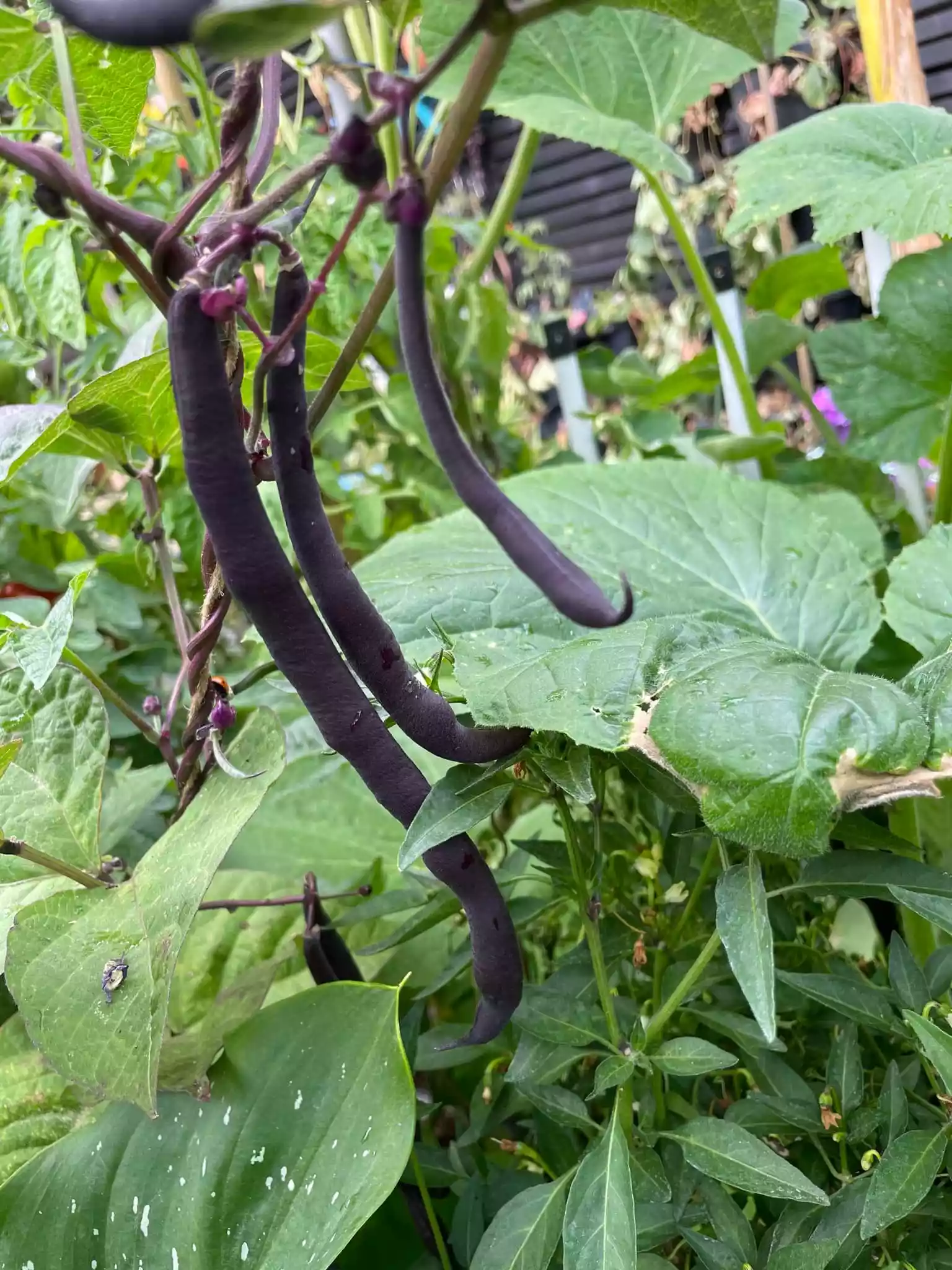 fromthegarden Dwarf Beans