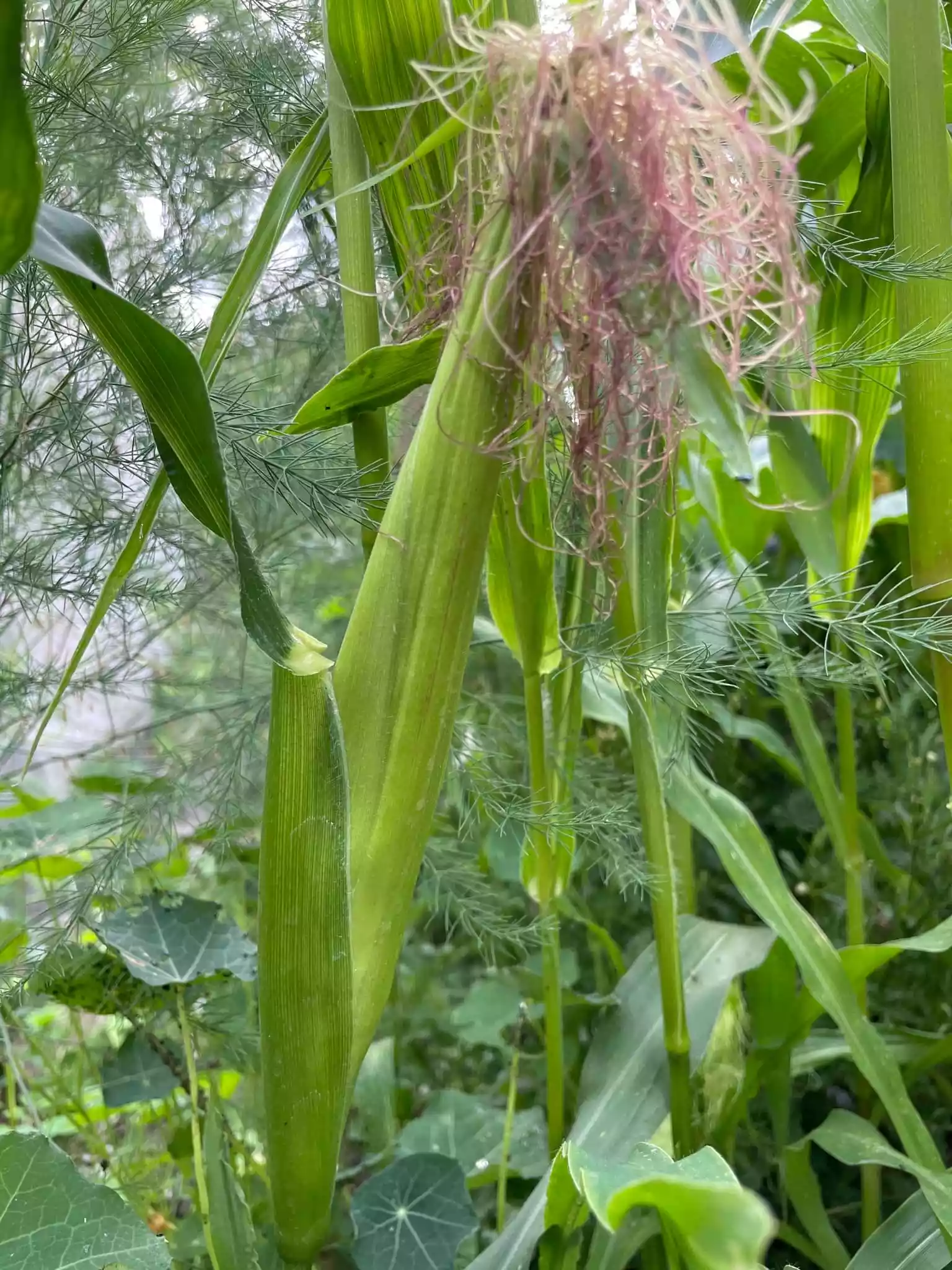 fromthegarden Sweet corn 🌽
