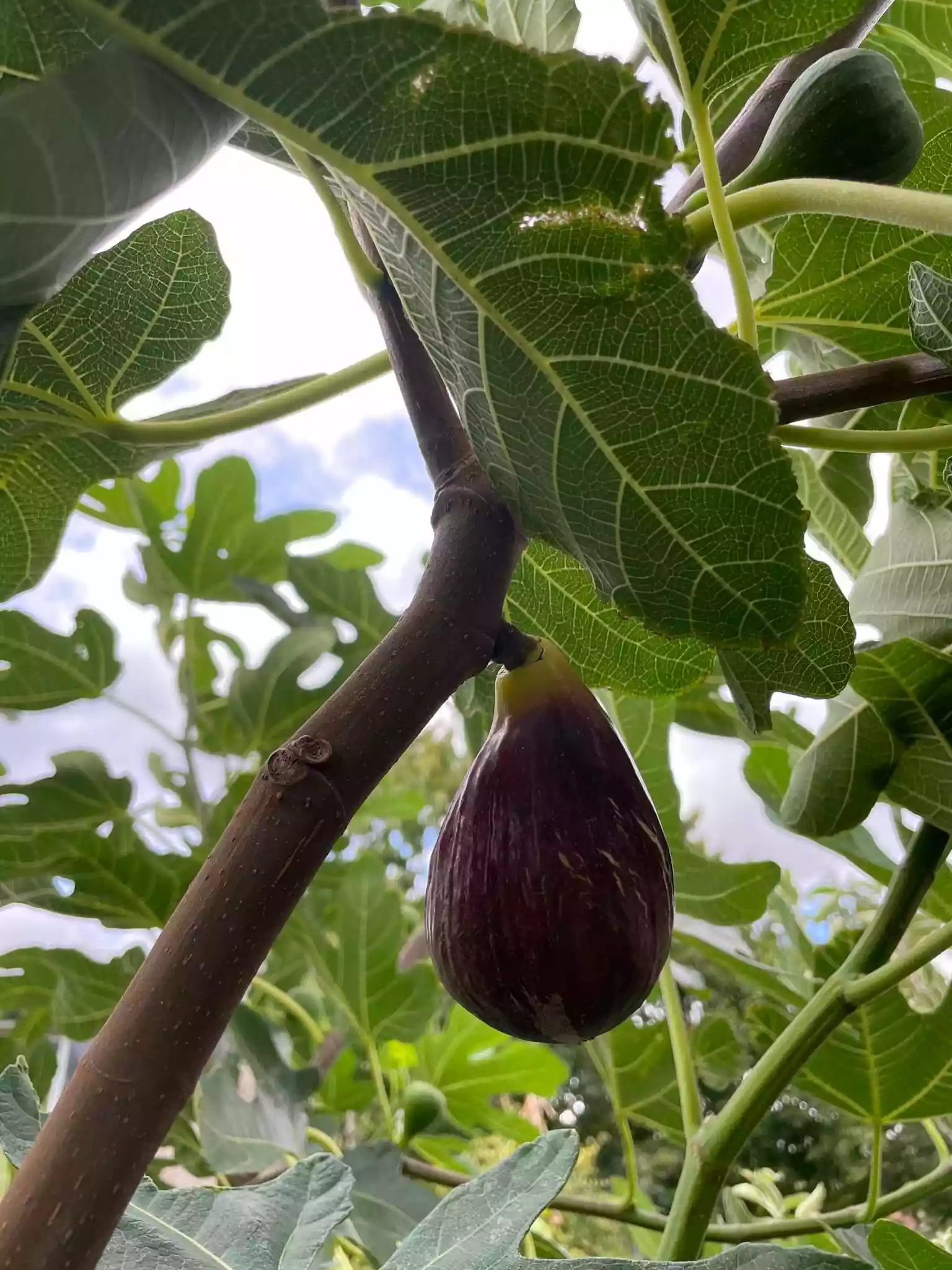 fromthegarden Fig