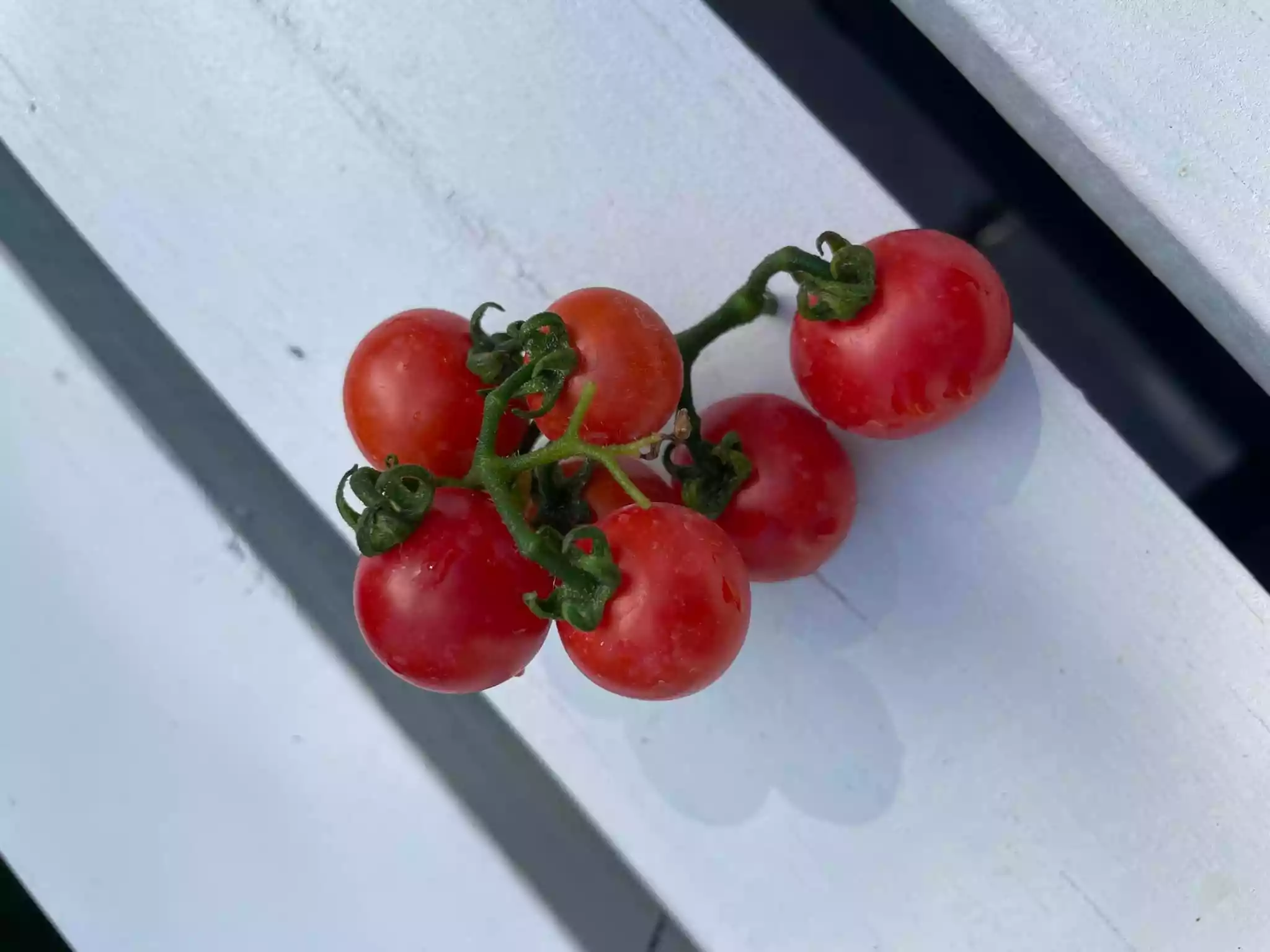 fromthegarden Cherry Tomatoes