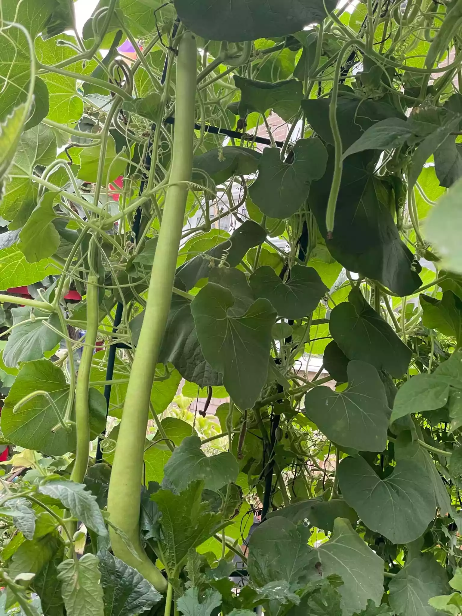 fromthegarden Squash Serpente Di Sicilia