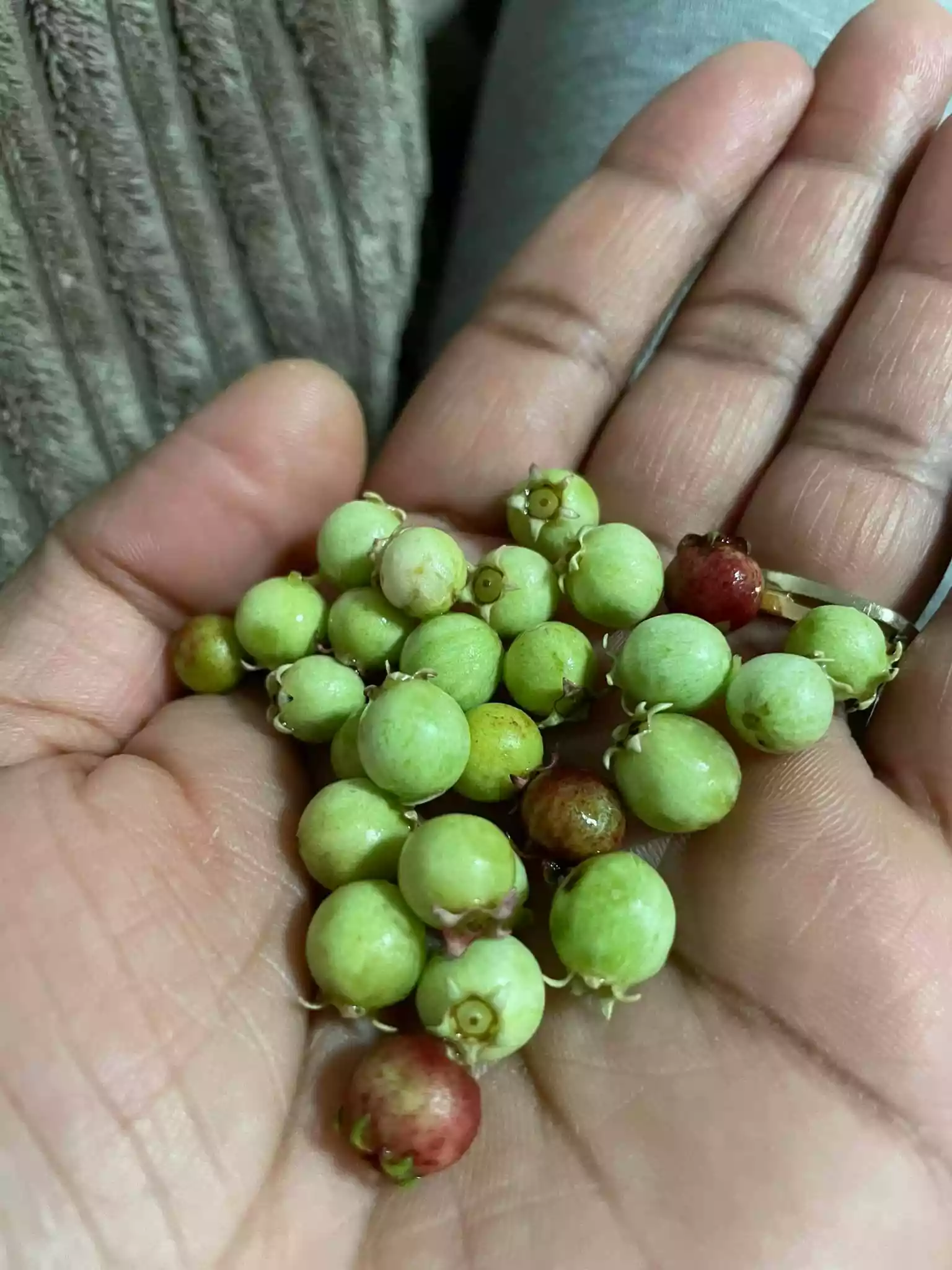 fromthegarden Chillean Guava